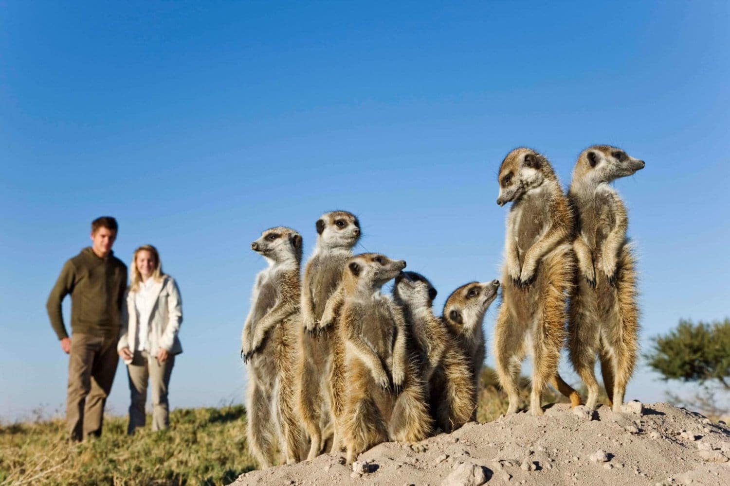 Meet the Meerkats 