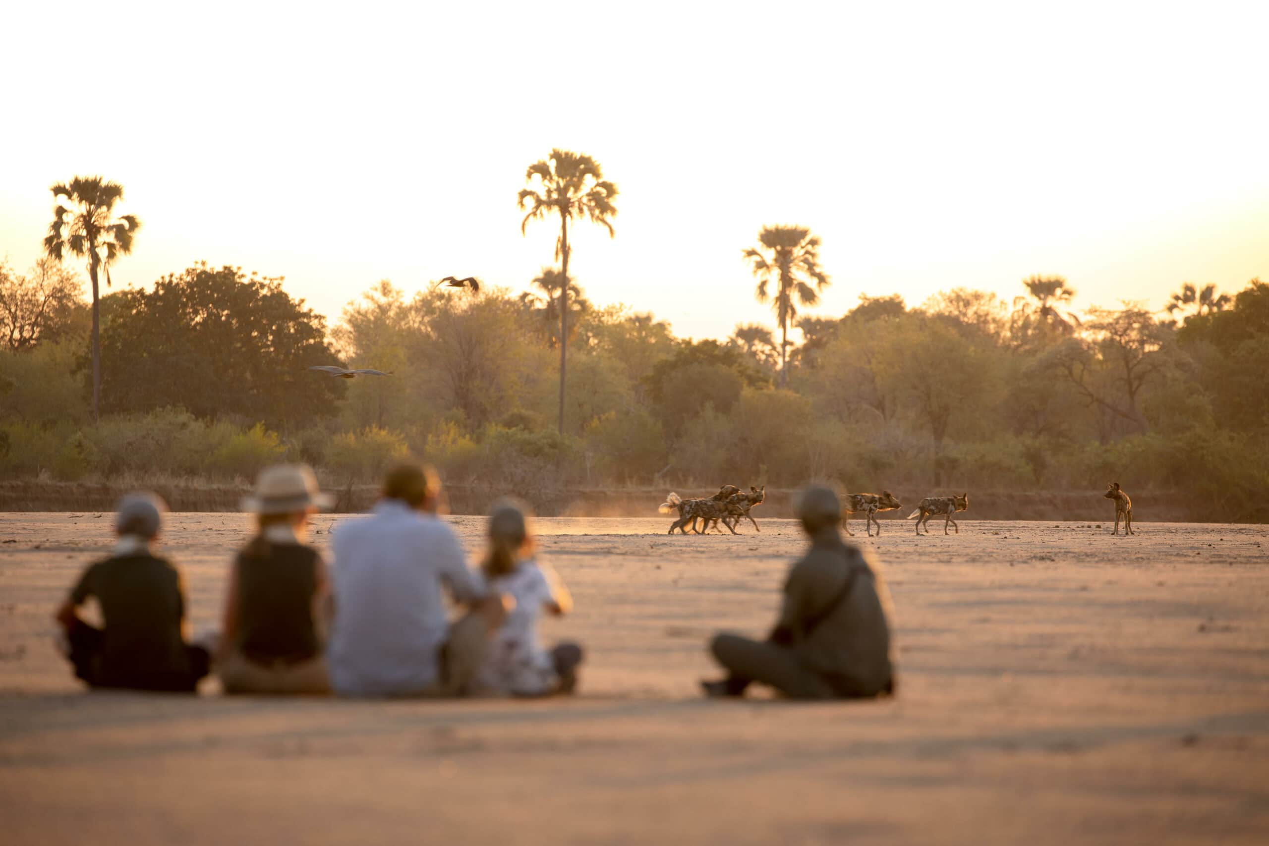 A Walking Safari 