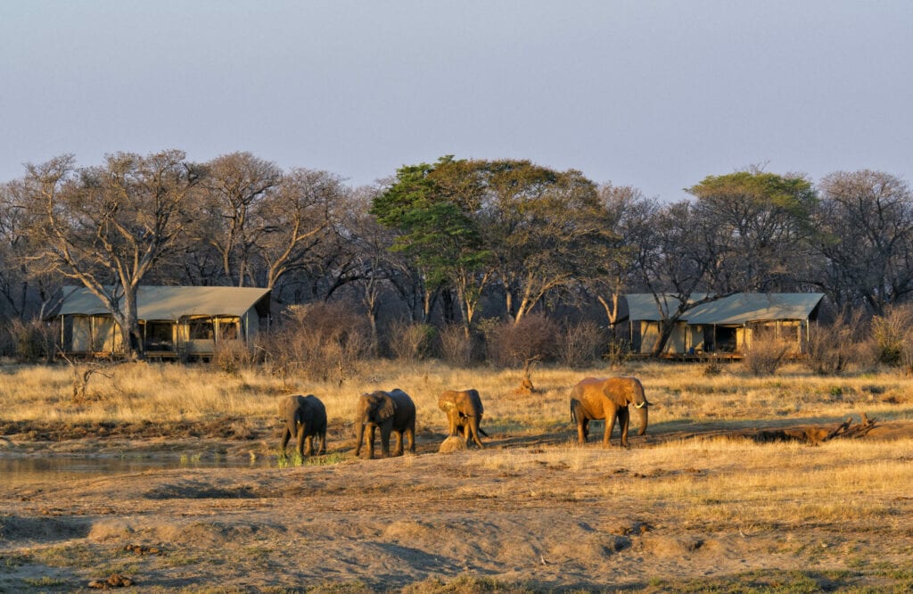 Hwange National Park | Scintilla