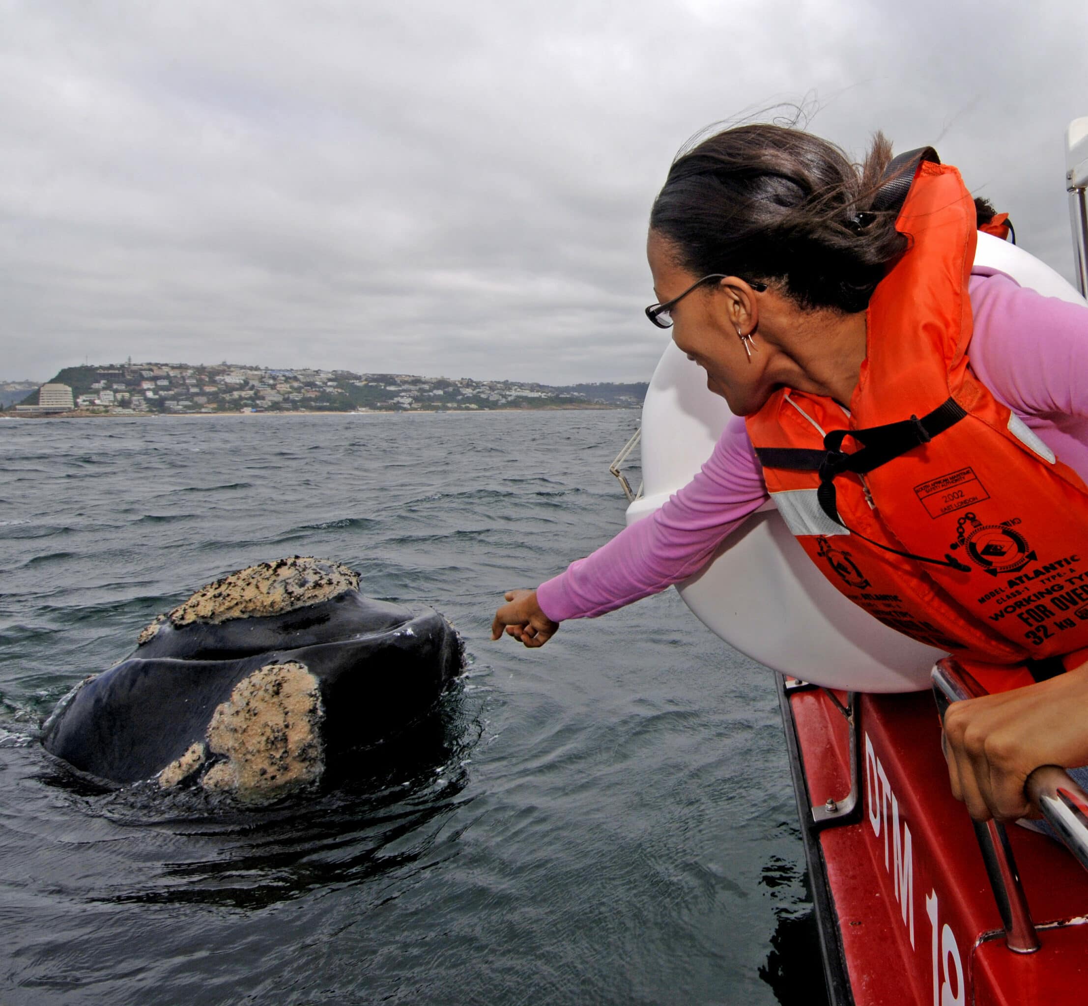 ocean safari plettenberg bay