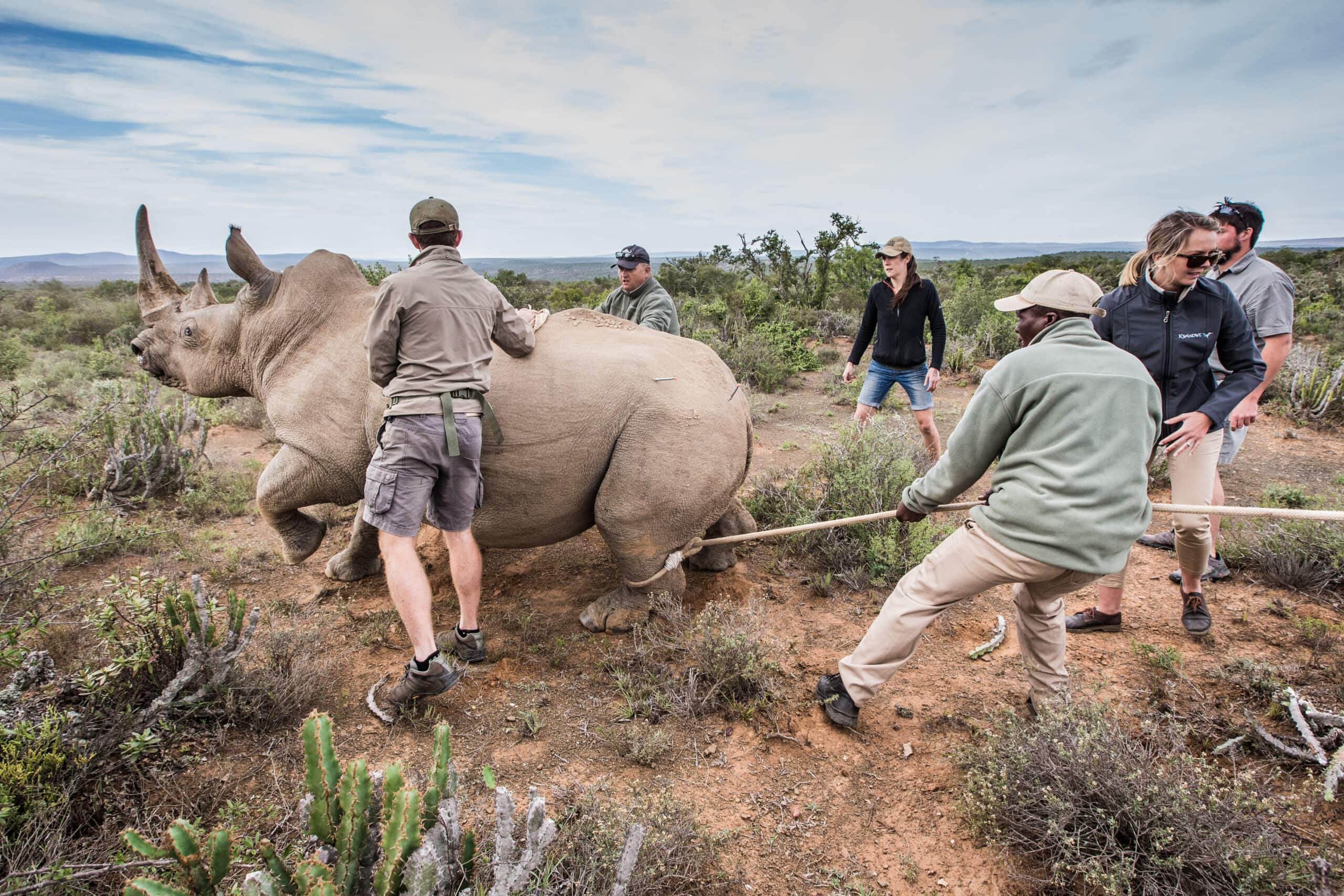 Rhino Monitoring Drive 